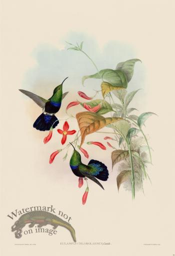 Gould Hummingbird 084